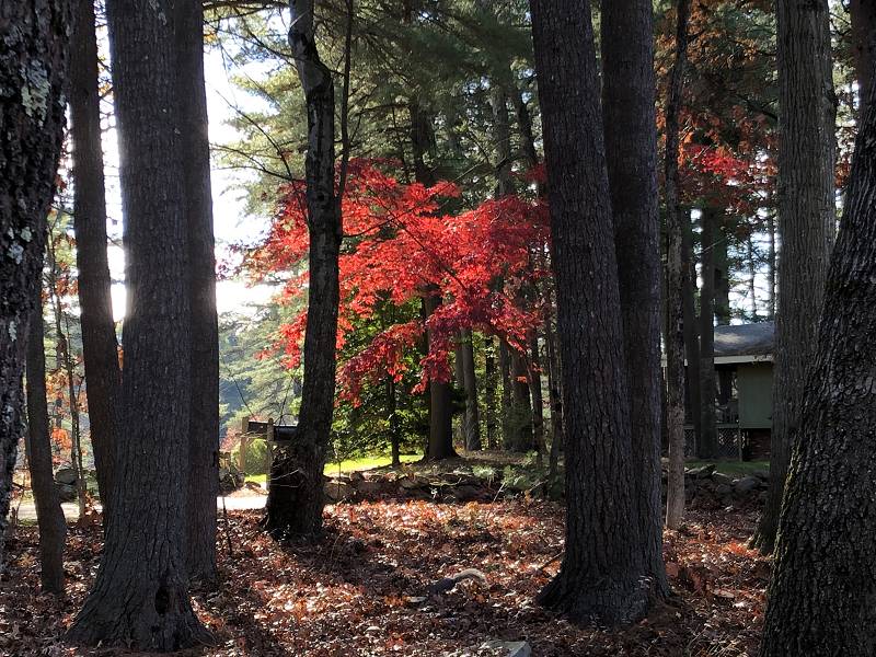 [ Fall color ]